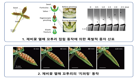 Photo Image