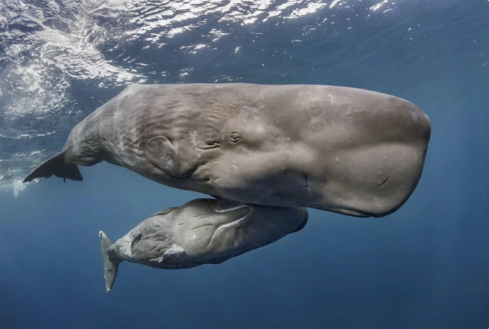 향유고래. 사진=Noyo Center for Marine Science