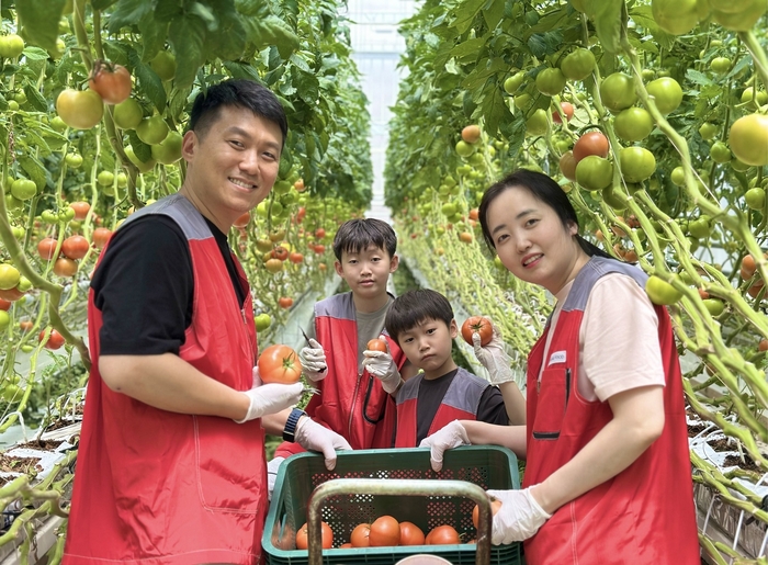 지난 27일 신세계푸드 임직원과 가족 20여 명이 충남 논산시 광석면에 위치한 토마토 공급 협력농가 팜팜농장에서 토마토 수확, 선별, 포장 등 봉사활동을 펼쳤다. 〈자료 신세계푸드〉