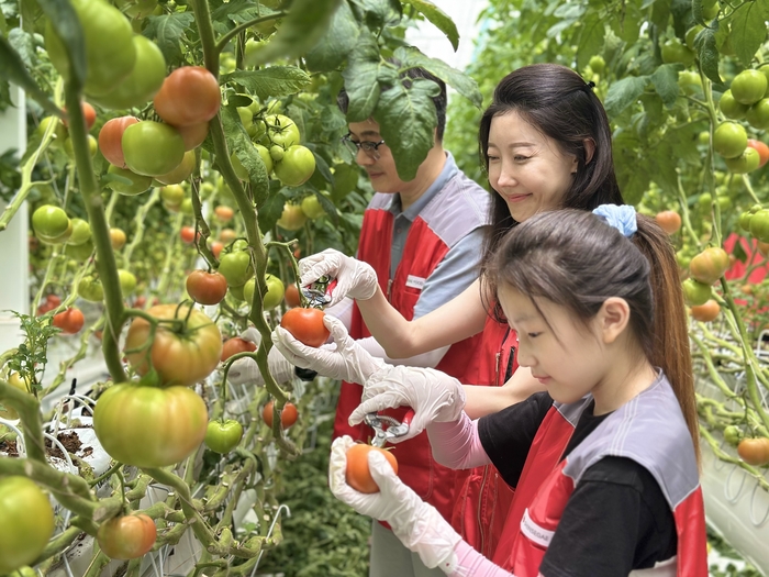 지난 27일 신세계푸드 임직원과 가족 20여 명이 충남 논산시 광석면에 위치한 토마토 공급 협력농가 팜팜농장에서 토마토 수확, 선별, 포장 등 봉사활동을 펼쳤다. 〈자료 신세계푸드〉