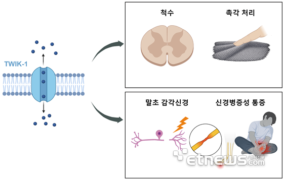 척수 및 감각 신경세포 내 TWIK-1 채널 기전과 역할에 대한 개략도