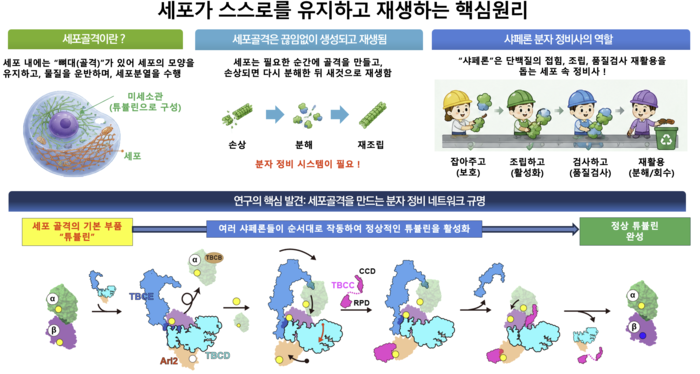 노성훈 서울대 생명공학과 교수의 세포골격을 재생하는 '샤페론 조절인자' 작동 원리 규명 연구 개요(자료=과학기술정보통신부)