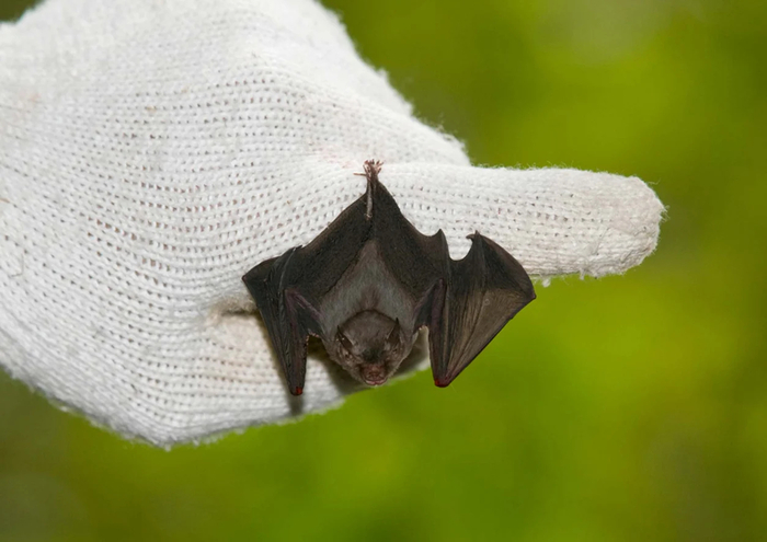 호박벌박쥐. 기사와 직접적 연관 없음. 사진=Bat Conservation International / Nature Production