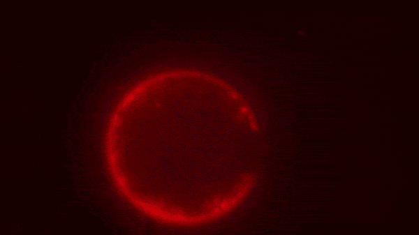 인공세포. 사진=Orion Venero/Adamala Lab