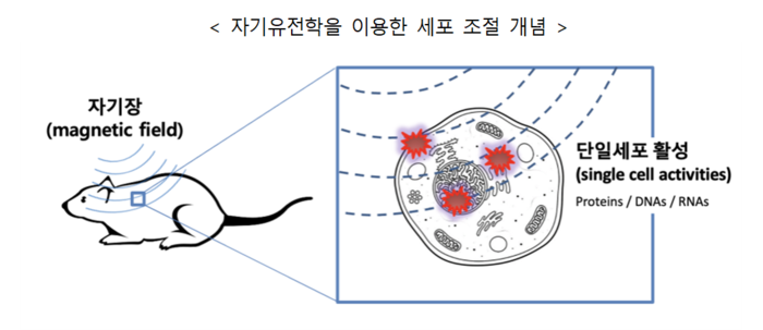 천진우 연세대 언더우드 특훈교수가 규명한 자기유전학을 이용한 세포 조절 개념도(자료=과학기술정보통신부)