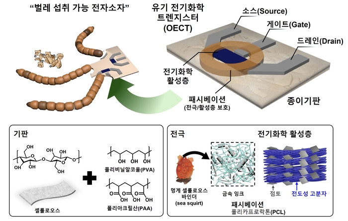 유기전기화학 트렌지스터(OECT) 구성요소.
