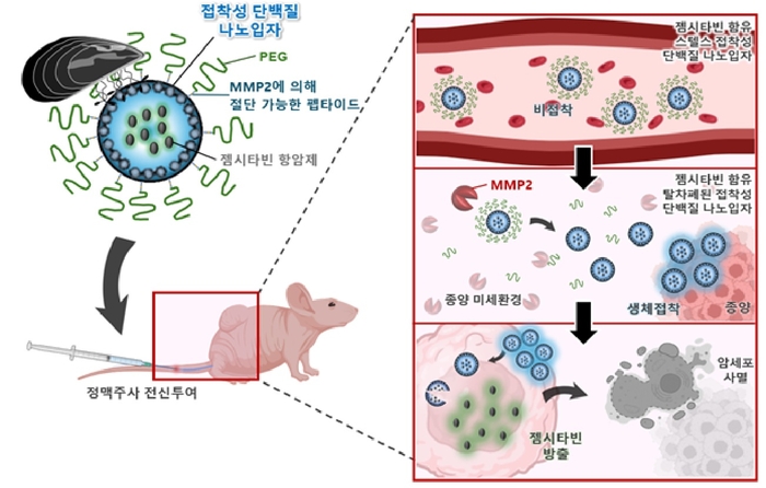 췌장암 화학요법을 위한 종양 미세환경 활성형 생체접착성 단백질 나노입자 기반의  스텔스형 전신 순환 약물전달 시스템