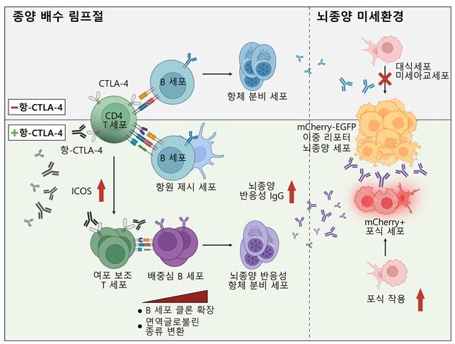 뇌종양 항-CTLA-4 치료 반응성에 기여하는 림프절 B 세포 면역반응