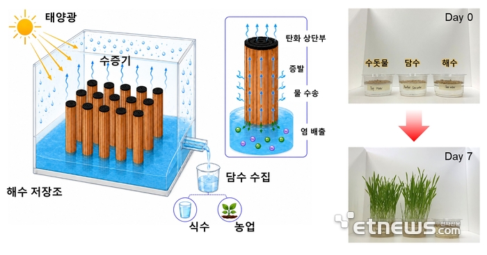 친환경 증발기의 담수 생산 메커니즘 모식도(왼족)와 해수를 증발하여 얻은 담수로 키운 보리 사진