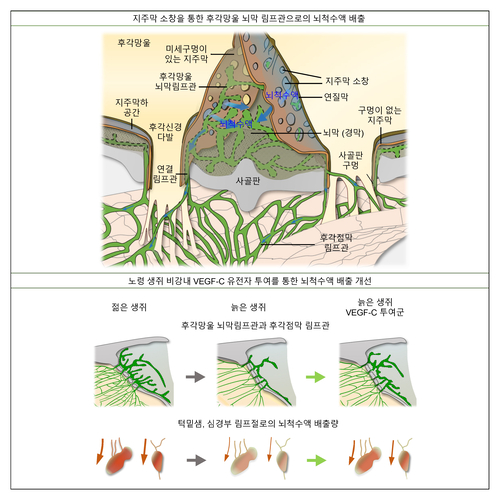 지주막 소창을 통한 후각망울 뇌막 림프관으로의 뇌척수액 배출 경로와 비강 내 VEGF-C 유전자 투여를 통한 뇌척수액 배출 회복 모식도