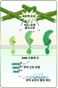 RG-I 인식과 식물 면역 신호전달 경로