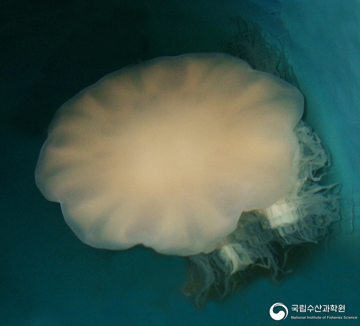 유령해파리. 사진=국립수산과학원