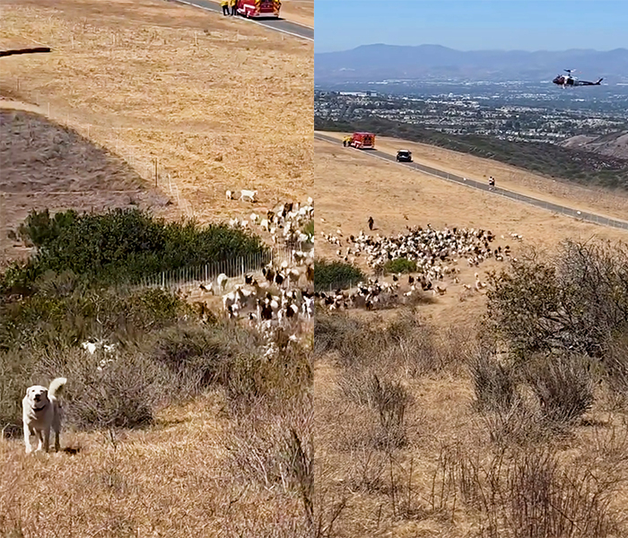 출처=인스타그램(lagunabeachpd)