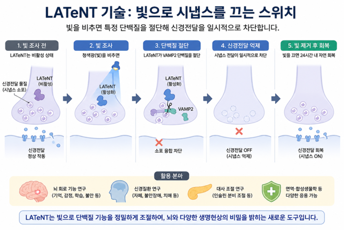 빛으로 시냅스 전달을 선택적으로 제어하는 차세대 광제어 플랫폼 이미지