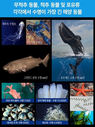 수명이 가장 긴 해양 동물(무척추 동물, 척추 동물, 포유류)