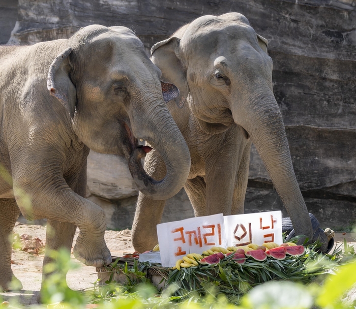 에버랜드, '세계 코끼리의 날' 맞아 코끼리 보전 캠페인