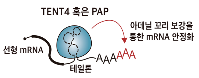 숙주의 RNA 꼬리 조절 효소를 활용해 RNA 안정성과 단백질 생성을 높이는 바이러스 RNA 조절 요소 '테일론'의 작용 원리(자료=과학기술정보통신부)