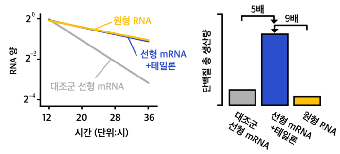 테일론 선형 mRNA의 RNA 안정성과 단백질 생산 측정 결과(자료=과학기술정보통신부)