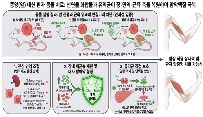 KIST가 연구한 암 악액질 극복 기전 개요