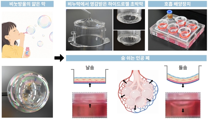 비눗방울 막에서 영감받은 하이드로겔 초박막 형성 그림 및 실제 인체 호흡 시 폐포의 움직임을 인공적으로 구현한 3차원 폐 모델 이미지