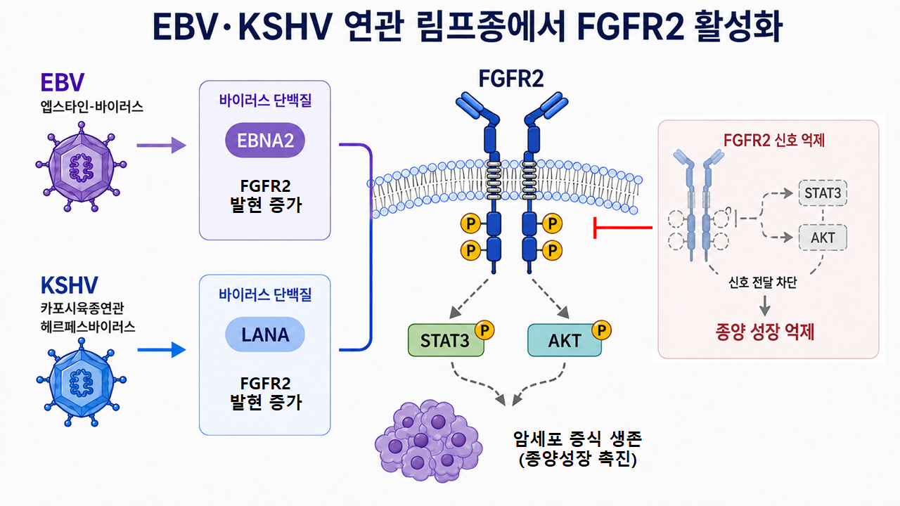 EBV·KSHV 연관 림프종에서 FGFR2 활성화와 신호 억제 기전 이미지.(생성형AI 이미지.)