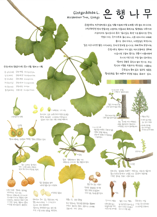 은행나무 일러스트.