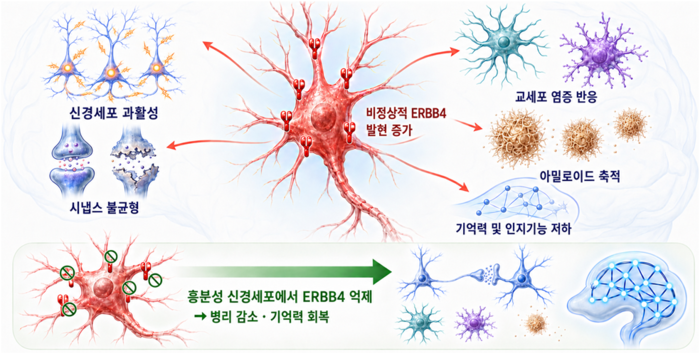 기초과학연구원 혈관 연구단 정원석 부연구단장 연구팀이 알츠하이머병에서 신경회로와 시냅스 균형을 무너뜨리고 질병 진행을 연쇄적으로 악화시키는 핵심 조절 인자를 규명했다.(자료=과학기술정보통신부)