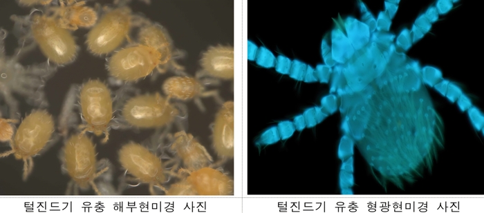 질병관리청, 전국 18개 지점서 '쯔쯔가무시증' 매개 털진드기 감시 본격화