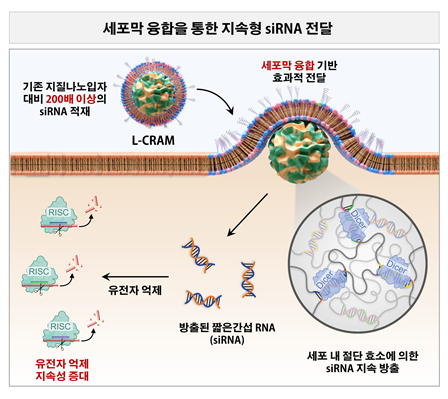 융합성 RNA 나노모듈 (L-CRAM)의 작동 원리. (이종범 교수)