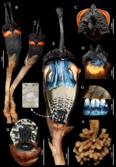 태국 통파품 국립공원에서 발견된 '티스미아 대모나'. 사진=N Taosiri, C Chuchuea/Seelanan et al., PhytoKeys, 2026