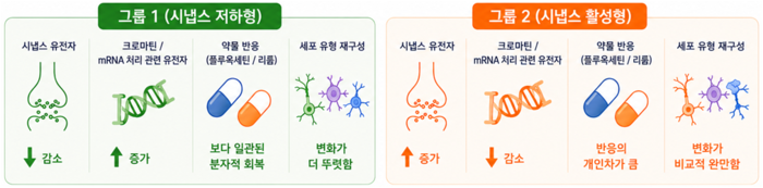 기초과학연구원(IBS) 시냅스 뇌질환 연구단과 한국과학기술정보연구원(KISTI) 디지털바이오컴퓨팅연구단 공동 연구팀이 최근 자폐 스펙트럼 장애 위험 유전자 돌연변이를 가진 생쥐 모델을 분석해, 다양한 유전자 변이가 두 가지 상반된 전사체(유전자 활성 상태)로 수렴한다는 사실을 규명했다. 관련 연구 개요.(사진=과학기술정보통신부)