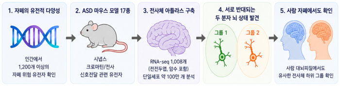기초과학연구원(IBS) 시냅스 뇌질환 연구단과 한국과학기술정보연구원(KISTI) 디지털바이오컴퓨팅연구단 공동 연구팀이 최근 자폐 스펙트럼 장애 위험 유전자 돌연변이를 가진 생쥐 모델을 분석해, 다양한 유전자 변이가 두 가지 상반된 전사체(유전자 활성 상태)로 수렴한다는 사실을 규명했다. 관련 연구 개요.(사진=과학기술정보통신부)