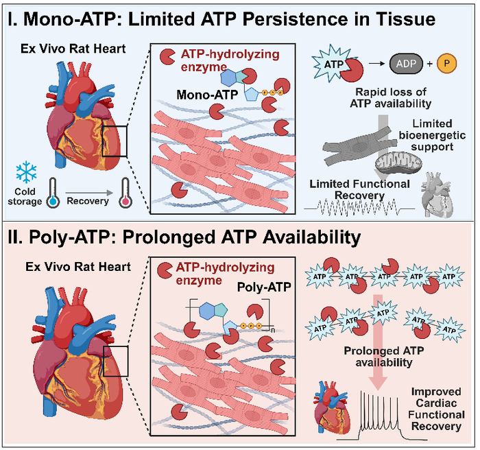 고분자 ATP(poly-ATP)를 이용한 보존 후 심장 기능 회복 전략 개념도. 가톨릭대 제공.