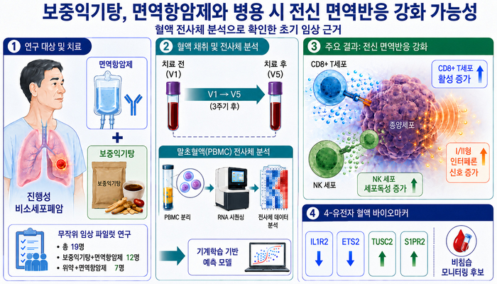 보중익기탕 병용에 따른 전신 면역반응 변화 모식도(AI 생성)