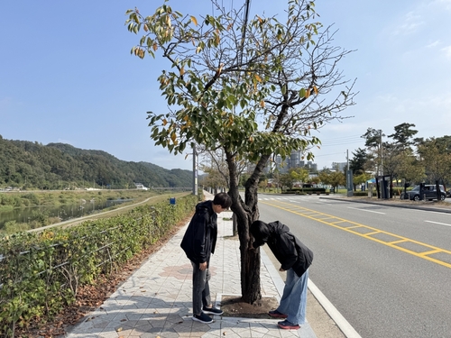 산림청은 30일 강원 횡성군의 노령화된 가로수 관리 방안에 대한 전문가 컨설팅을 실시했다