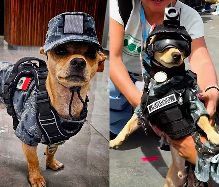 출처=Comando Chihuahua