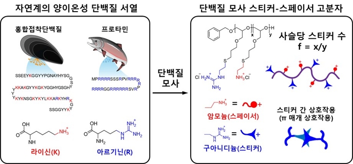 단백질의 결합 특성을 본뜬 스티커-스페이서 고분자 모형