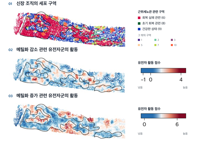 손상 뒤 회복이 원활하지 않은 근위세뇨관 세포에서 나타난 유전자 활동 변화.