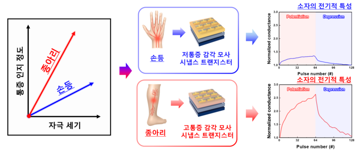 신체 부위별 (종아리, 손등) 통증 민감도를 모사한 시냅스 트랜지스터. (김현재 교수)