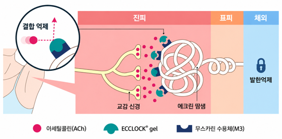 에크락겔 발한 억제 작용기전 이미지.