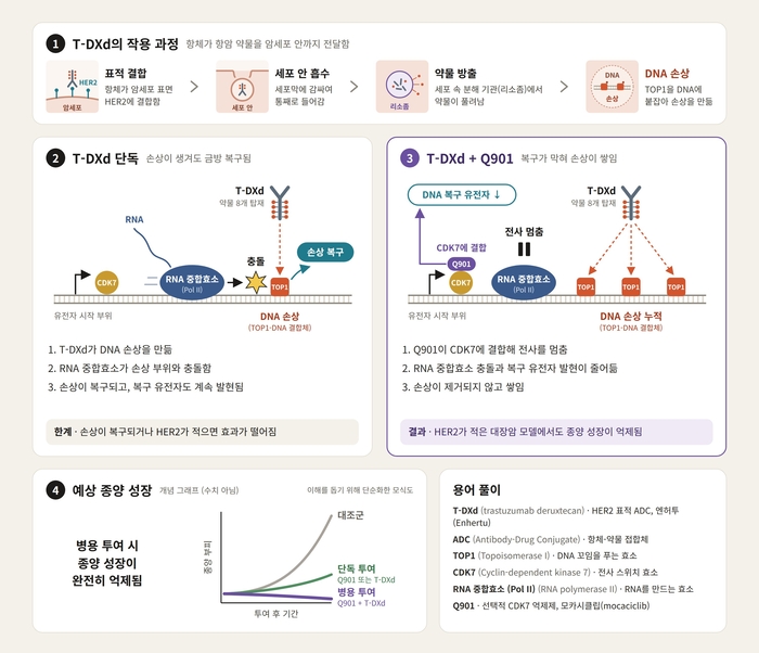 선택적 CDK7 억제제 Q901이 DNA 손상 복구를 막아 TOP1 억제제 탑재 ADC(T-DXd)의 항암 효과를 높이는 작용 기전 모식도