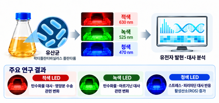 LED 빛의 색에 따른 유산균의 대사 변화. 유산균인 락티플란티바실러스 플란타룸에 적색·녹색·청색 LED를 조사하고 유전자 발현과 대사 반응을 분석했다. 적색 빛에서는 탄수화물 대사와 영양분 수송, 녹색 빛에서는 탄수화물과 아르기닌 대사 관련 변화가 나타났다. 청색 빛에서는 스트레스 반응과 피리미딘 대사 관련 변화가 나타났으며, 활성산소가 증가했다.