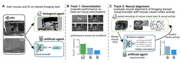 "AI가 쥐만 못해?"… 쥐의 뇌 활동 데이터로 AI 시각 능력 평가하는 새 벤치마크 등장