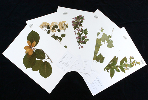 생명연이 보유한 식물건조 표본