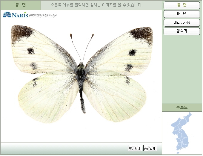 국가자연사종합정보시스템에서 찾은 배추흰나비. 계룡산에서 채집돼 일본의 항암제 개발에 쓰였다.