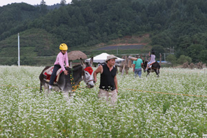  　강원도 평창군에서 6일부터 15일까지 열리는 효석문화제를 찾아 초가을 메밀꽃 밭에 빠지면 소설 속 시간으로 여행을 하는 듯한 느낌이 전해진다