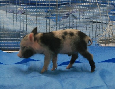 인간에게 장기 이식시 부작용 없앤 미니돼지 생산성공