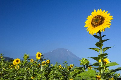 [그린에너지 기술지수] 태양전지-한국이 등록한 美 특허 고작 `0.8%`