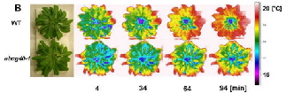  적외선 열화상 카메라로 잎의 표면온도를 찍은 사진. 처음 4분에는 야생종(WT)와 에비씨지 유전자를 발현하지 못하는 잎(abcg40-1)의 표면온도에 차이가 없지만 시간이 지날수록 온도 차이가 크게 벌어진다. 야생종은 아브시스산을 빨리 흡수해 기공을 닫아 수분 손실을 방지하기 때문이다.
 