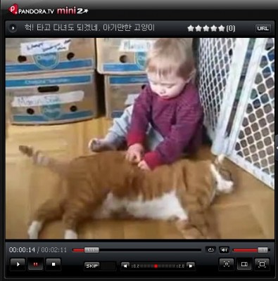 [이슈인채널] 늙은 고양이와 아기의 우정